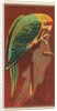 Carolina Parrot, from the Birds of America series for Allen & Ginter Cigarettes Brands, 1888 by Allen & Ginter