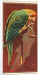 Carolina Parrot, from the Birds of America series for Allen & Ginter Cigarettes Brands, 1888 by Allen & Ginter