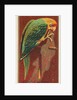 Carolina Parrot, from the Birds of America series for Allen & Ginter Cigarettes Brands, 1888 by Allen & Ginter