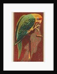 Carolina Parrot, from the Birds of America series for Allen & Ginter Cigarettes Brands, 1888 by Allen & Ginter
