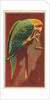 Carolina Parrot, from the Birds of America series for Allen & Ginter Cigarettes Brands, 1888 by Allen & Ginter