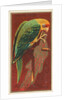 Carolina Parrot, from the Birds of America series for Allen & Ginter Cigarettes Brands, 1888 by Allen & Ginter