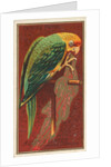 Carolina Parrot, from the Birds of America series for Allen & Ginter Cigarettes Brands, 1888 by Allen & Ginter