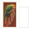 Carolina Parrot, from the Birds of America series for Allen & Ginter Cigarettes Brands, 1888 by Allen & Ginter