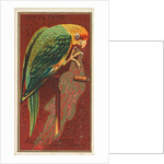 Carolina Parrot, from the Birds of America series for Allen & Ginter Cigarettes Brands, 1888 by Allen & Ginter