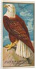 Eagle, from the Birds of America series for Allen & Ginter Cigarettes Brands, 1888 by Allen & Ginter