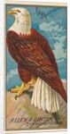 Eagle, from the Birds of America series for Allen & Ginter Cigarettes Brands, 1888 by Allen & Ginter