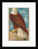 Eagle, from the Birds of America series for Allen & Ginter Cigarettes Brands, 1888 by Allen & Ginter