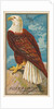 Eagle, from the Birds of America series for Allen & Ginter Cigarettes Brands, 1888 by Allen & Ginter