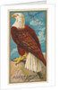 Eagle, from the Birds of America series for Allen & Ginter Cigarettes Brands, 1888 by Allen & Ginter