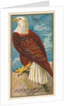 Eagle, from the Birds of America series for Allen & Ginter Cigarettes Brands, 1888 by Allen & Ginter