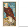 Eagle, from the Birds of America series for Allen & Ginter Cigarettes Brands, 1888 by Allen & Ginter