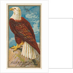 Eagle, from the Birds of America series for Allen & Ginter Cigarettes Brands, 1888 by Allen & Ginter