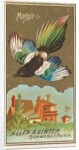 Magpie, from the Birds of America series for Allen & Ginter Cigarettes Brands, 1888 by Allen & Ginter