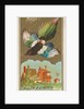 Magpie, from the Birds of America series for Allen & Ginter Cigarettes Brands, 1888 by Allen & Ginter