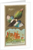 Magpie, from the Birds of America series for Allen & Ginter Cigarettes Brands, 1888 by Allen & Ginter