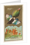 Magpie, from the Birds of America series for Allen & Ginter Cigarettes Brands, 1888 by Allen & Ginter