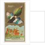 Magpie, from the Birds of America series for Allen & Ginter Cigarettes Brands, 1888 by Allen & Ginter