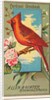 Cardinal Grosbeak, from the Birds of America series for Allen & Ginter Cigarettes Bra…, 1888 by Allen & Ginter