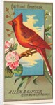 Cardinal Grosbeak, from the Birds of America series for Allen & Ginter Cigarettes Bra…, 1888 by Allen & Ginter