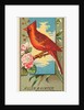 Cardinal Grosbeak, from the Birds of America series for Allen & Ginter Cigarettes Bra…, 1888 by Allen & Ginter