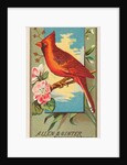 Cardinal Grosbeak, from the Birds of America series for Allen & Ginter Cigarettes Bra…, 1888 by Allen & Ginter