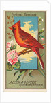 Cardinal Grosbeak, from the Birds of America series for Allen & Ginter Cigarettes Bra…, 1888 by Allen & Ginter
