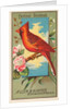 Cardinal Grosbeak, from the Birds of America series for Allen & Ginter Cigarettes Bra…, 1888 by Allen & Ginter