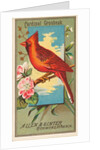 Cardinal Grosbeak, from the Birds of America series for Allen & Ginter Cigarettes Bra…, 1888 by Allen & Ginter