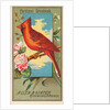 Cardinal Grosbeak, from the Birds of America series for Allen & Ginter Cigarettes Bra…, 1888 by Allen & Ginter