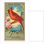 Cardinal Grosbeak, from the Birds of America series for Allen & Ginter Cigarettes Bra…, 1888 by Allen & Ginter