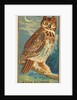 Horned Owl, from the Birds of America series for Allen & Ginter Cigarettes Brands, 1888 by Allen & Ginter