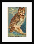 Horned Owl, from the Birds of America series for Allen & Ginter Cigarettes Brands, 1888 by Allen & Ginter