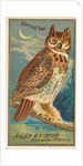 Horned Owl, from the Birds of America series for Allen & Ginter Cigarettes Brands, 1888 by Allen & Ginter