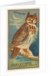 Horned Owl, from the Birds of America series for Allen & Ginter Cigarettes Brands, 1888 by Allen & Ginter