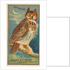 Horned Owl, from the Birds of America series for Allen & Ginter Cigarettes Brands, 1888 by Allen & Ginter