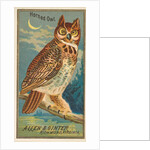 Horned Owl, from the Birds of America series for Allen & Ginter Cigarettes Brands, 1888 by Allen & Ginter