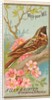 Whip-poor-Will, from the Birds of America series for Allen & Ginter Cigarettes Brands, 1888 by Allen & Ginter