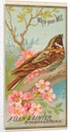 Whip-poor-Will, from the Birds of America series for Allen & Ginter Cigarettes Brands, 1888 by Allen & Ginter