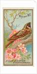 Whip-poor-Will, from the Birds of America series for Allen & Ginter Cigarettes Brands, 1888 by Allen & Ginter