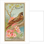Whip-poor-Will, from the Birds of America series for Allen & Ginter Cigarettes Brands, 1888 by Allen & Ginter