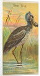 Shoe-Bill, from the Birds of the Tropics series for Allen & Ginter Cigarettes Brands, 1889 by Allen & Ginter