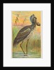 Shoe-Bill, from the Birds of the Tropics series for Allen & Ginter Cigarettes Brands, 1889 by Allen & Ginter
