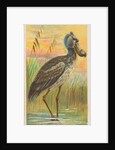 Shoe-Bill, from the Birds of the Tropics series for Allen & Ginter Cigarettes Brands, 1889 by Allen & Ginter