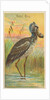 Shoe-Bill, from the Birds of the Tropics series for Allen & Ginter Cigarettes Brands, 1889 by Allen & Ginter