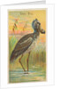 Shoe-Bill, from the Birds of the Tropics series for Allen & Ginter Cigarettes Brands, 1889 by Allen & Ginter
