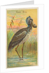 Shoe-Bill, from the Birds of the Tropics series for Allen & Ginter Cigarettes Brands, 1889 by Allen & Ginter