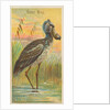 Shoe-Bill, from the Birds of the Tropics series for Allen & Ginter Cigarettes Brands, 1889 by Allen & Ginter