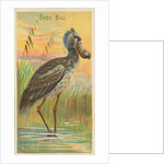 Shoe-Bill, from the Birds of the Tropics series for Allen & Ginter Cigarettes Brands, 1889 by Allen & Ginter