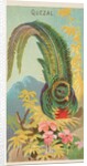 Quetzal, from the Birds of the Tropics series for Allen & Ginter Cigarettes Brands, 1889 by Allen & Ginter